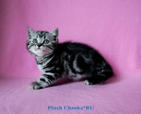 Tamilia Plush Cheeks*RU Британский котенок черный мрамор на серебре из питомника Plush Cheeks*RU