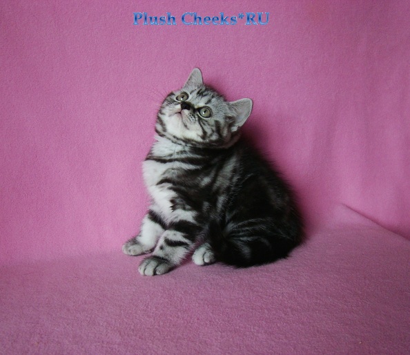 Talkative Masseuse Plush Cheeks*RU Британский серебристый мраморный котенок вискас BRI ns 22 64 из питомника Plush Cheeks*RU