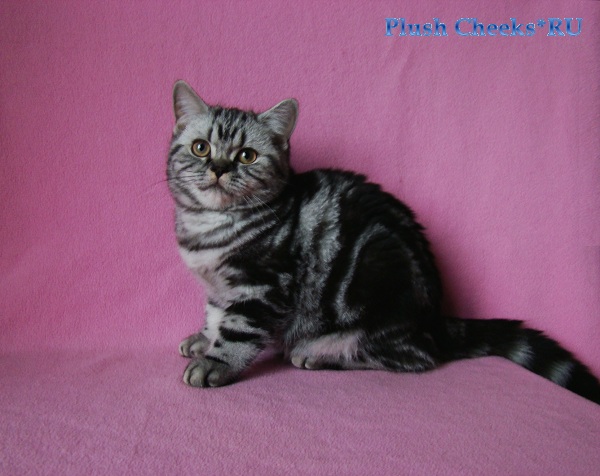 Talkative Masseuse Plush Cheeks*RU Британский серебристый мраморный котенок вискас BRI ns 22 64 из питомника Plush Cheeks*RU