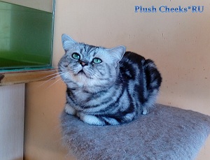 Британский кот черный мраморный на серебре с зелеными глазами из питомника Plush Cheeks*RU