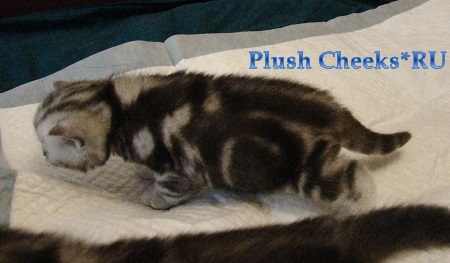 Британский котенок черный мраморный на серебре с зелеными глазами из питомника Plush Cheeks*RU