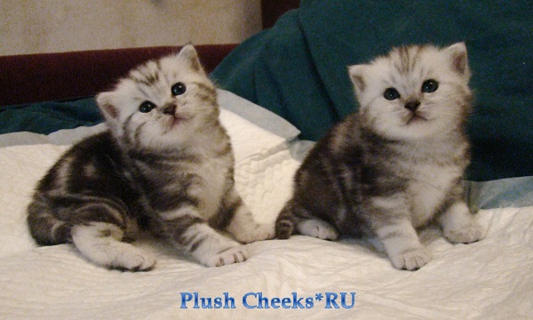 Британский серебристый мраморный котенок вискас BRI bs 22 из питомника Plush Cheeks*RU
