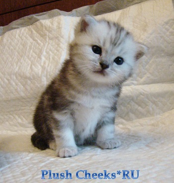 Британский котенок черный мраморный на серебре с зелеными глазами из питомника Plush Cheeks*RU