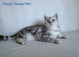 Британская кошка окраса черный серебристый мраморный с зелеными глазами из питомника Plush Cheeks*RU