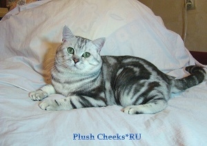 Британский кот черный мраморный на серебре с зелеными глазами из питомника Plush Cheeks*RU