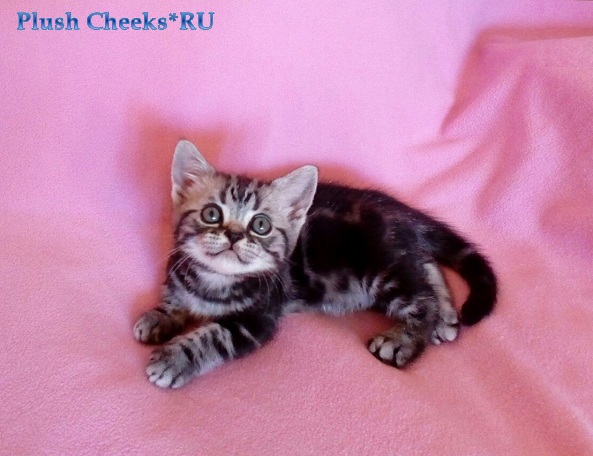 Pearl of My Heart Plush Cheeks*RU Британский серебристый мраморный котенок вискас BRI ns 22 64 из питомника Plush Cheeks*RU