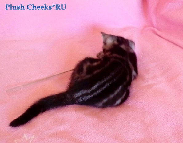 Pearl of My Heart Plush Cheeks*RU Британский серебристый мраморный котенок вискас BRI ns 22 64 из питомника Plush Cheeks*RU