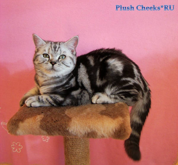 Британский мраморный котенок вискас BRI ns 22 из питомника Plush Cheeks*RU