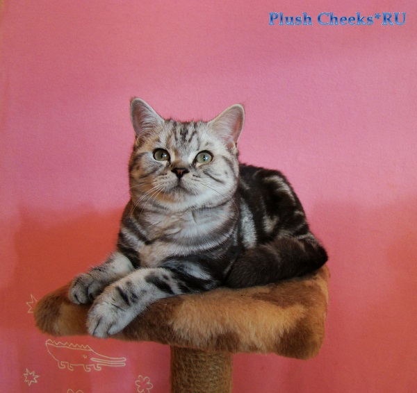 Британский мраморный котенок вискас BRI ns 22 из питомника Plush Cheeks*RU