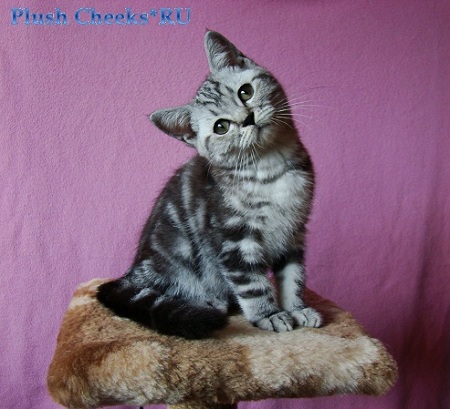 Британский котенок вискас черный мрамор на серебре BRI ns 22 из питомника Plush Cheeks*RU