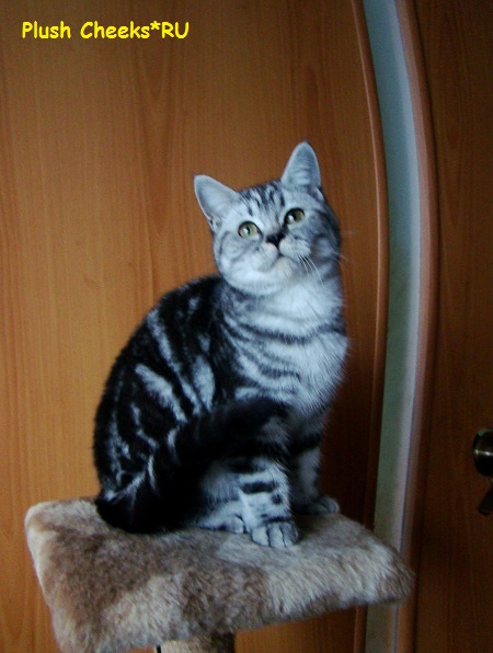 Британский котенок вискас черный мрамор на серебре BRI ns 22 из питомника Plush Cheeks*RU
