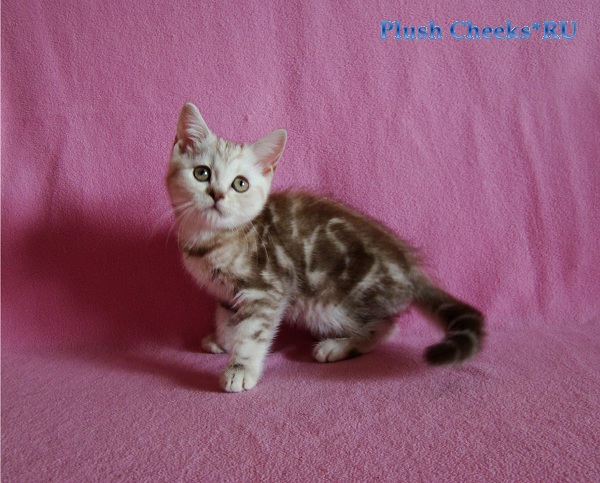 Британский мраморный котенок вискас BRI bs 22 из питомника Plush Cheeks*RU