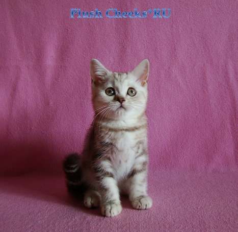 Британский шоколадный мраморный котенок вискас BRI bs 22 из питомника Plush Cheeks*RU