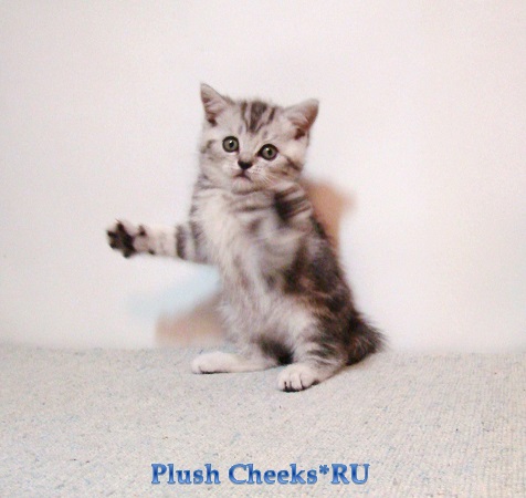 Британский котенок черный мраморный на серебре из питомника Plush Cheeks*RU