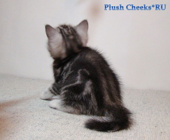 Британский котенок черный мраморный на серебре из питомника Plush Cheeks*RU
