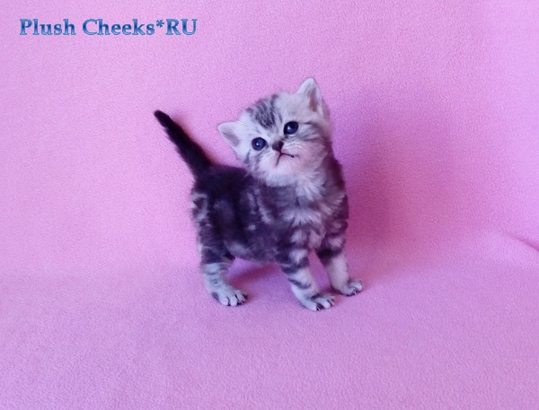 Британский серебристый мраморный котенок вискас BRI bs 22 из питомника Plush Cheeks*RU