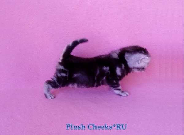 Британский серебристый котенок вискас BRI bs 22 из питомника Plush Cheeks*RU
