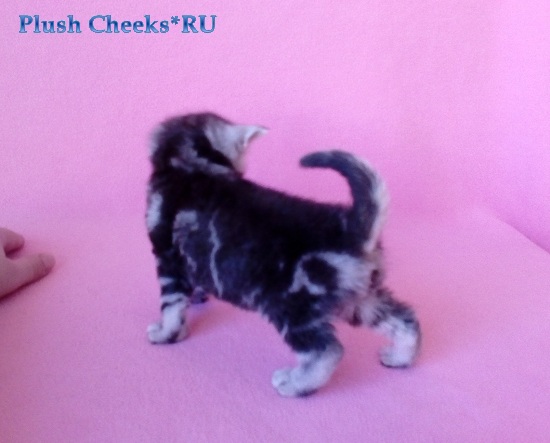 Британский серебристый котенок вискас BRI bs 22 из питомника Plush Cheeks*RU