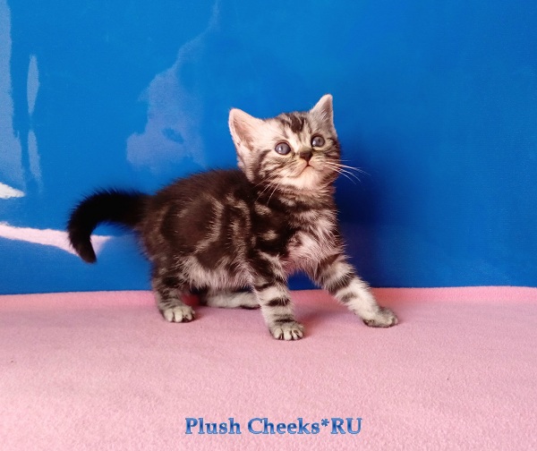 Продается британский мраморный котенок вискас BRI ns 22 из питомника Plush Cheeks*RU