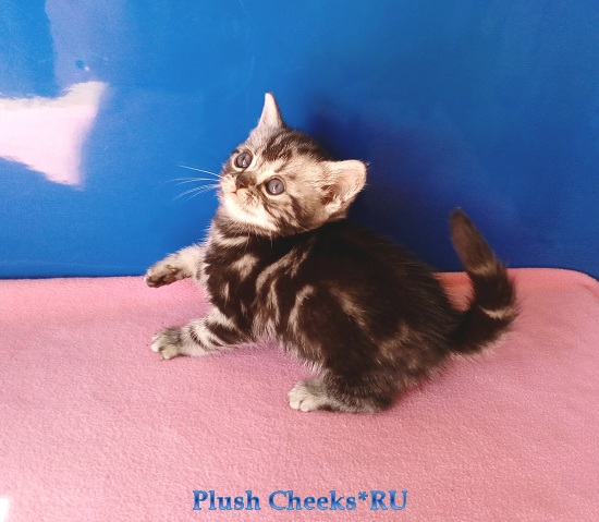 Продается британский мраморный котенок вискас BRI ns 22 из питомника Plush Cheeks*RU