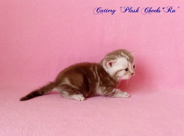 Британский серебристый мраморный котенок вискас BRI ns 22 64 из питомника Plush Cheeks*RU