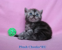 Британский котенок черный мраморный дым с зелеными глазами из питомника Plush Cheeks*RU