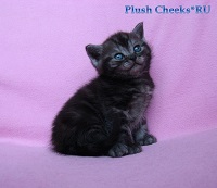 Британский котенок черный мраморный дым с зелеными глазами из питомника Plush Cheeks*RU