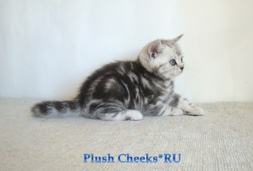 Британский котенок черный мраморный на серебре ns 22 64 с зелеными глазами из питомника Plush Cheeks*RU