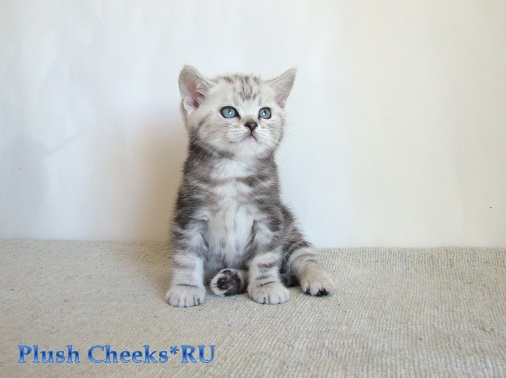 Британский котенок черный мраморный на серебре ns 22 с зелеными глазами из питомника Plush Cheeks*RU
