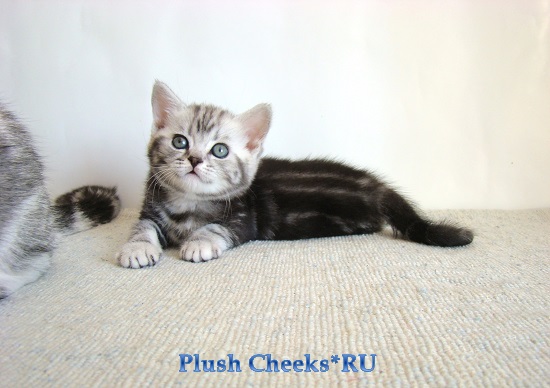 Британский котенок черный мраморный на серебре с зелеными глазами ns 22 64 из питомника Plush Cheeks*RU