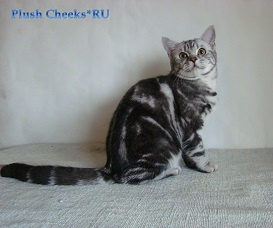 Британская кошка черный мрамор на серебре с зелеными глазами ns 22 64 из питомника Plush Cheeks*RU