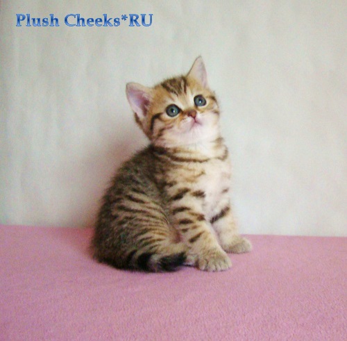 Британская кошка окраса черный золотой пятнистый из питомника Plush Cheeks*RU