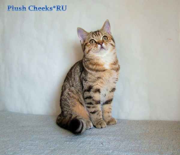 Британская кошка окраса черный золотой пятнистый из питомника Plush Cheeks*RU