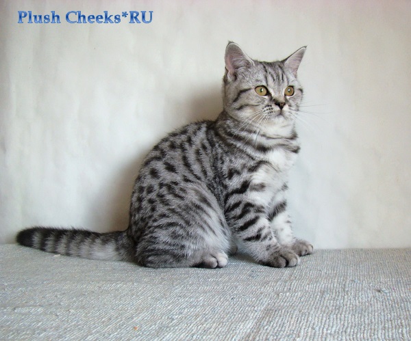 Британская кошка окраса черное пятно на серебре из питомника Plush Cheeks*RU