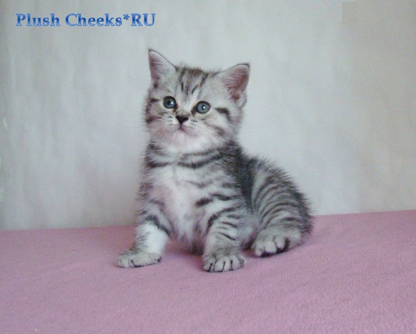Британская кошка окраса черный серебристый пятнистый из питомника Plush Cheeks*RU