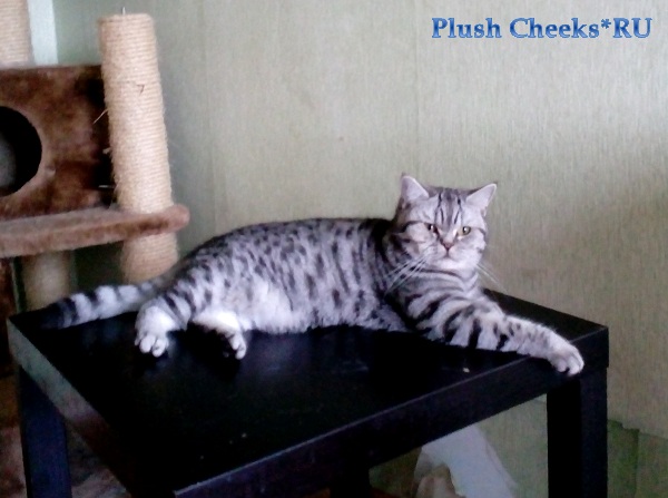 Британская кошка окраса черный серебристый пятнистый из питомника Plush Cheeks*RU