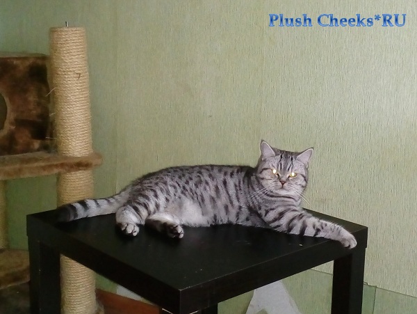 Британская кошка окраса черное пятно на серебре из питомника Plush Cheeks*RU