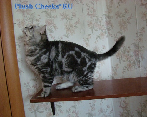 Edgar Golden Mramur Британский серебристый мраморный котенок вискас BRI ns 22 64 из питомника Plush Cheeks*RU
