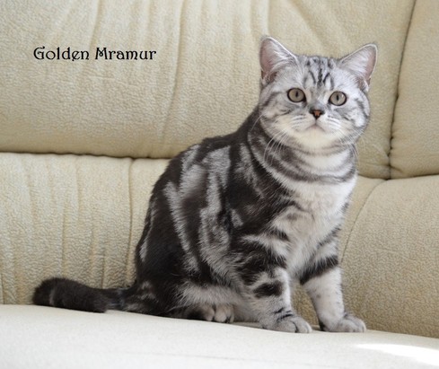 Edgar Golden Mramur Британский серебристый мраморный котенок вискас BRI ns 22 64 из питомника Plush Cheeks*RU