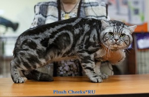 Faraon Plush Cheeks*RU британский кот черный мраморный на серебре с зелеными глазами из питомника Plush Cheeks*RU