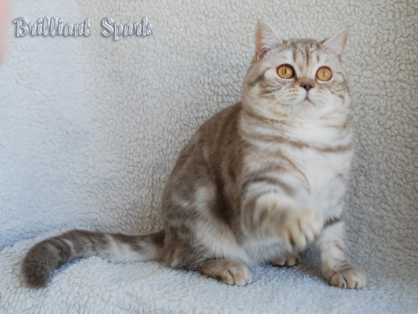 Rockfor Brilliant Spark Британский серебристый мраморный кот вискас BRI cs 22 из питомника Plush Cheeks*RU