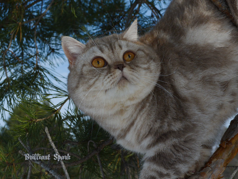 Rockfor Brilliant Spark Британский серебристый мраморный кот вискас BRI cs 22 из питомника Plush Cheeks*RU