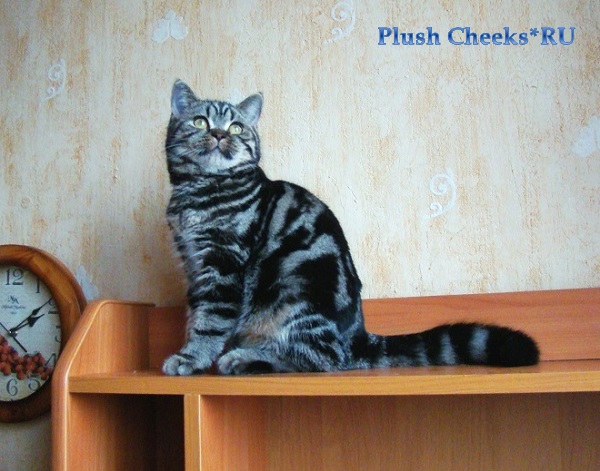 Британский котенок окрас черный мраморный из питомника Plush Cheeks*RU