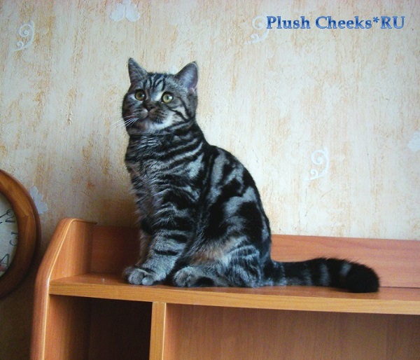 Британский котенок окрас черный мраморный из питомника Plush Cheeks*RU