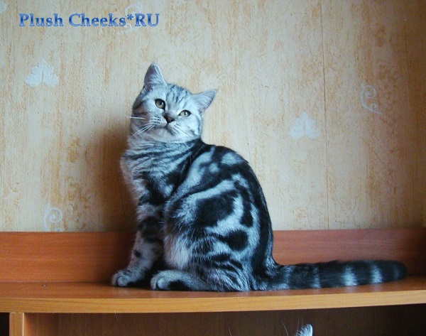 Британский котенок окрас черный серебристый мраморный ns 22 из питомника Plush Cheeks*RU