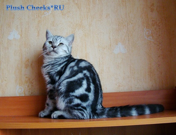 Британский котенок окрас черный серебристый мраморный ns 22 из питомника Plush Cheeks*RU