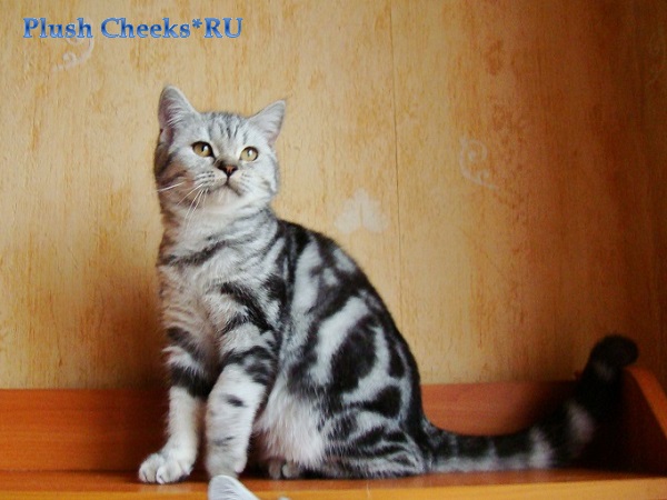 Британский котенок окрас черный серебристый мраморный ns 22 из питомника Plush Cheeks*RU