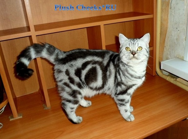 Британский котенок окрас черный серебристый мраморный ns 22 из питомника Plush Cheeks*RU