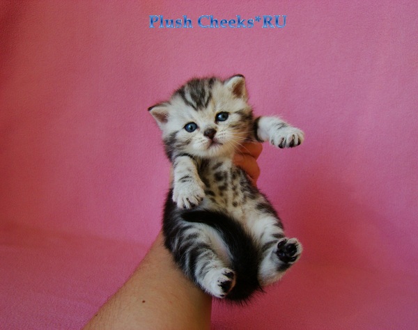 Британский котенок черный мрамор на серебре из питомника Plush Cheeks*RU