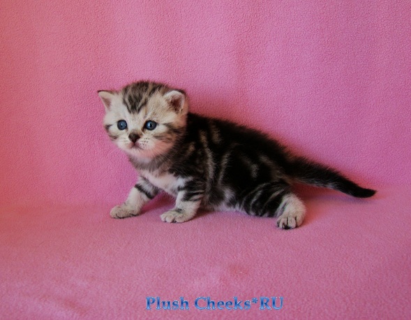 Британский котенок черный мрамор на серебре из питомника Plush Cheeks*RU